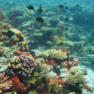 1D - Rangko Cave Snorkeling Trip