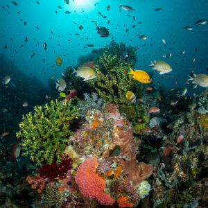 1D - Snorkeling Sabolo Hatami Burung Island