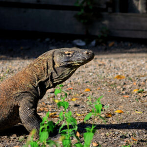 Private - 1D Komodo Tour 6 Destination