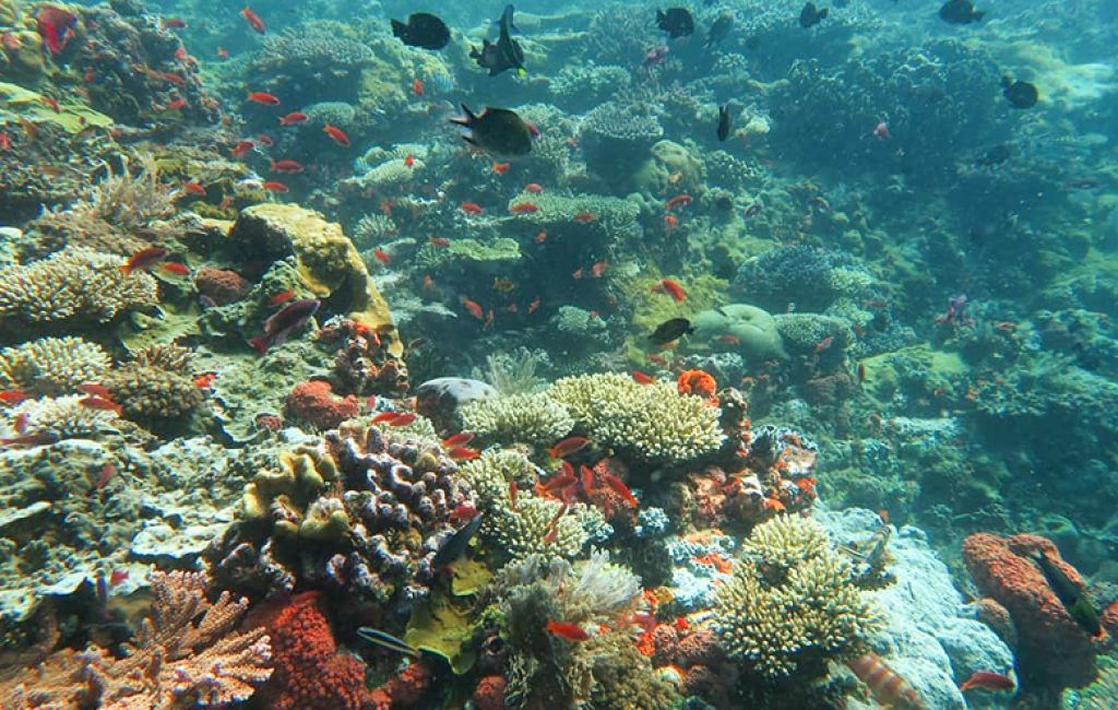 Beautiful-Corals-3-days-Komodo-liveaboard-diving