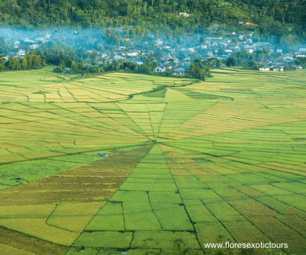 Spiderweb-Rice-Fields-Lingko-Cara-Lodok-Cancar-