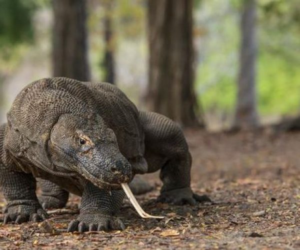 komodo_169